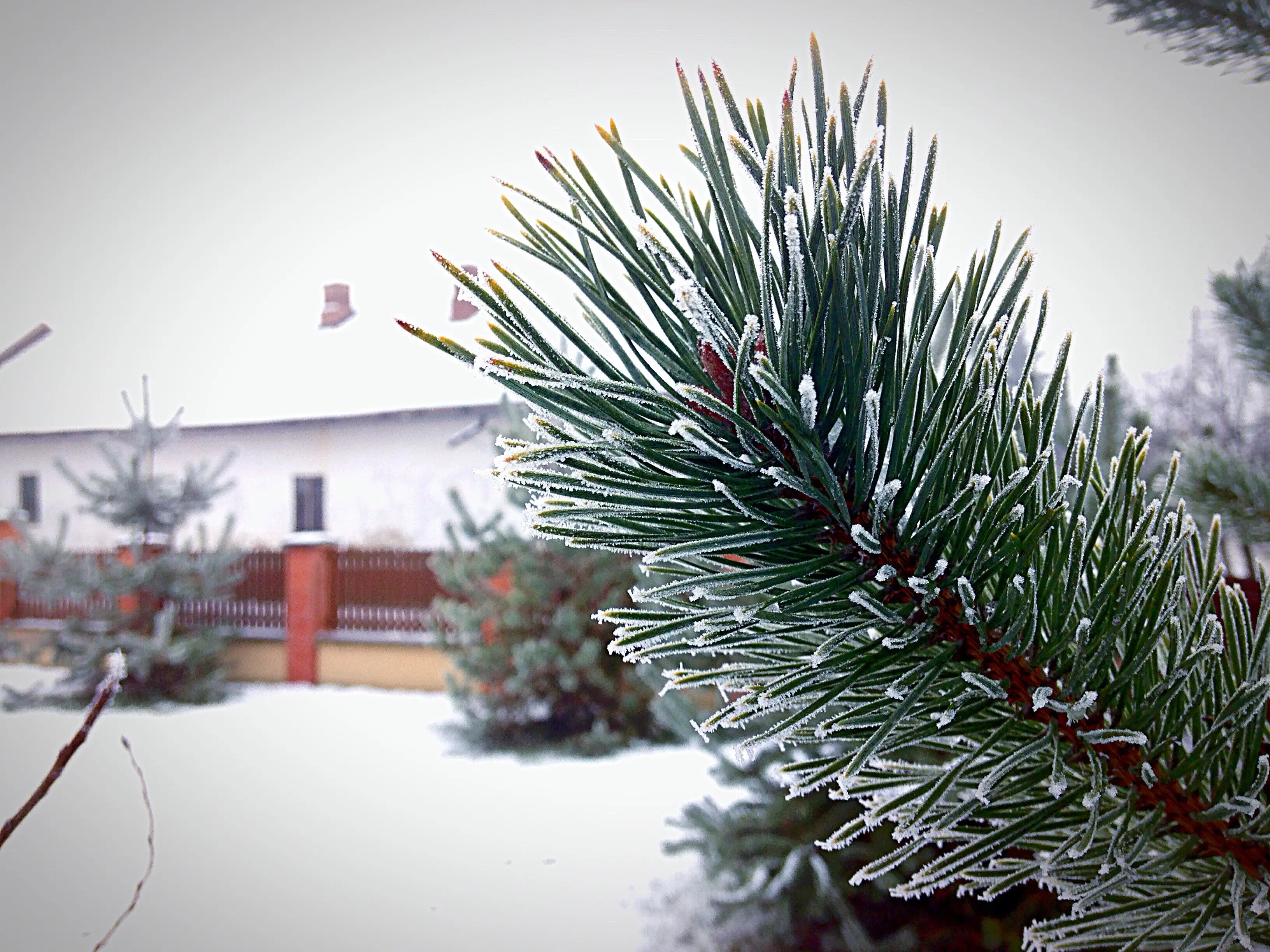 A close-up view of a plant in winter.