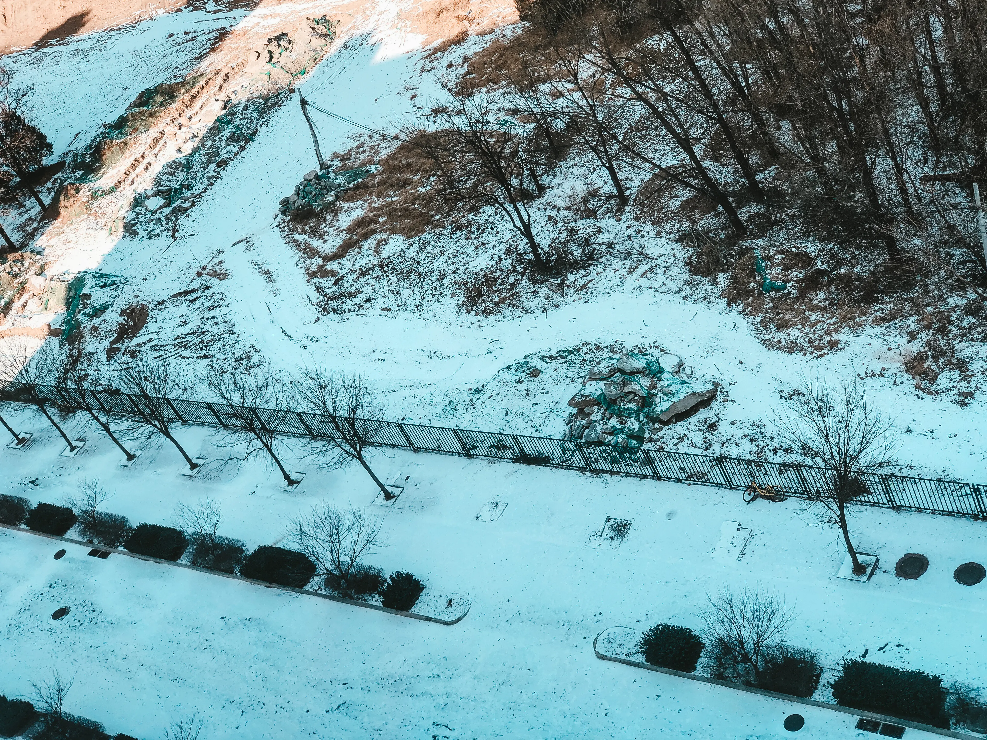 Leafless trees on a snow-covered field