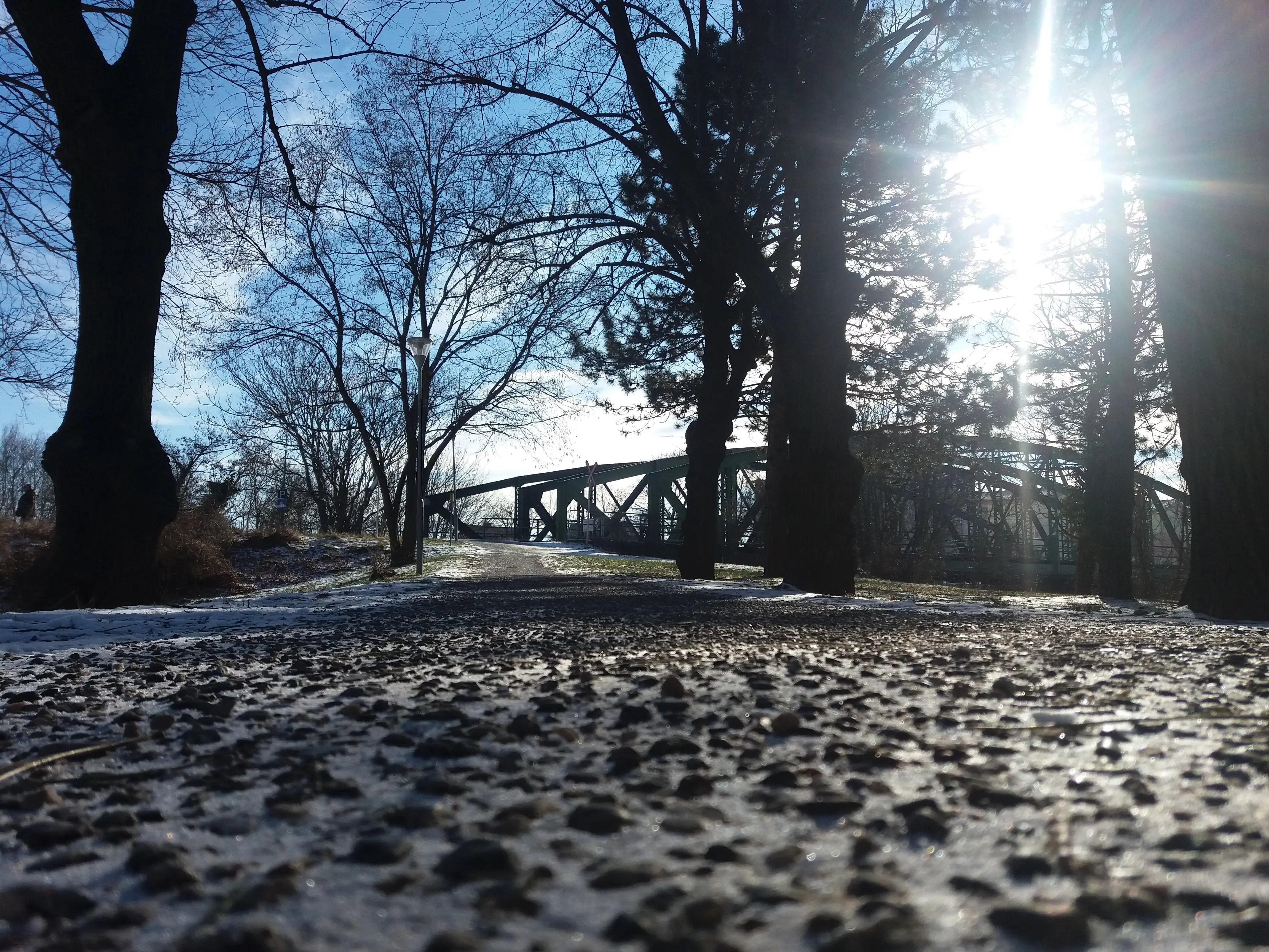 Sunlight shining through leafless trees