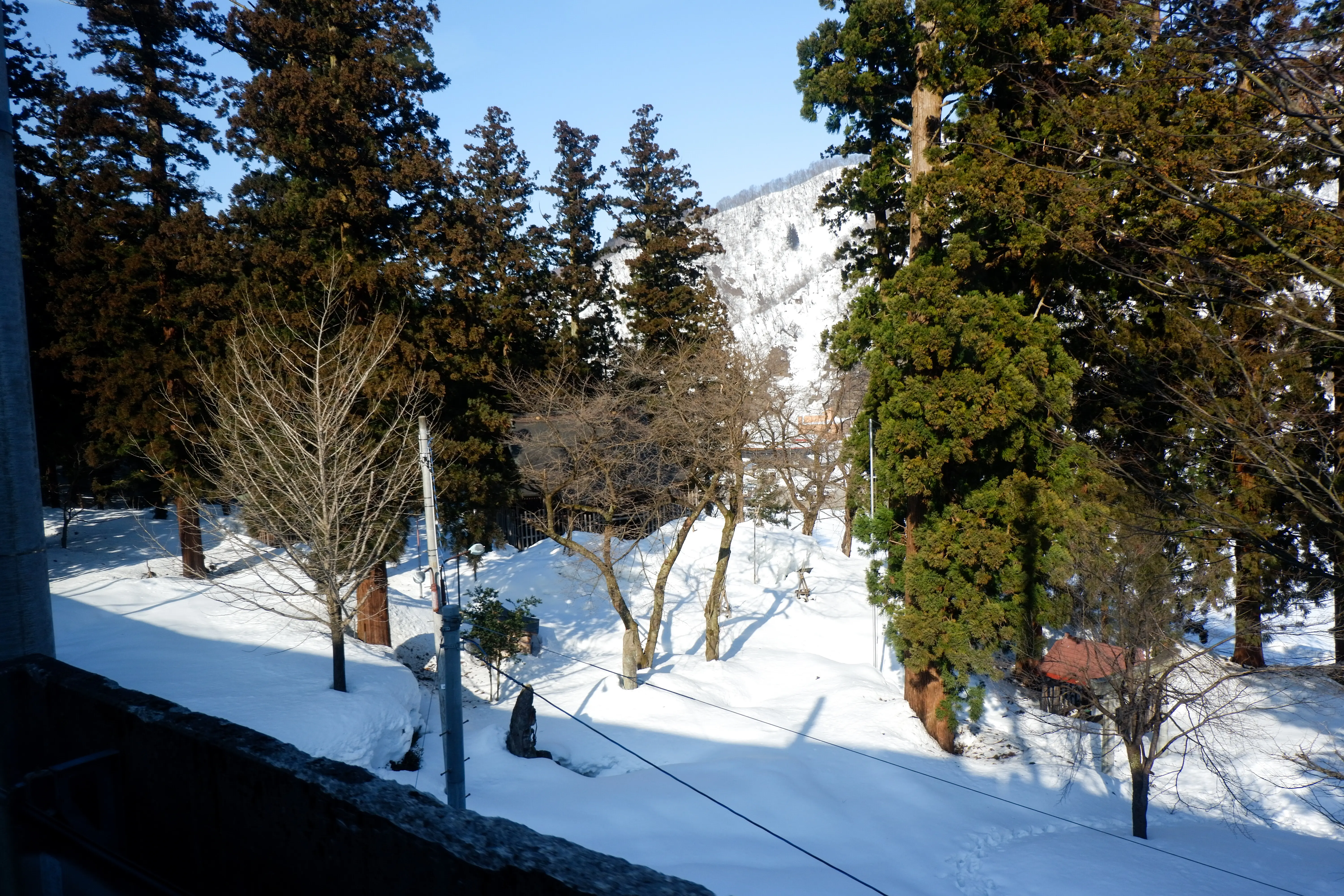 Trees on a snow-covered field against the sky
